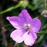 Erodium acaule Blüte