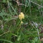 Tofieldia calyculata Flower