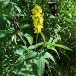 Crotalaria trichotoma Hábito