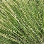 Festuca bromoides পাতা