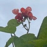 Phaseolus coccineus Fleur