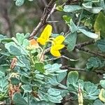 Coronilla glauca പുഷ്പം