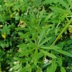 Galium tricornutum Blatt