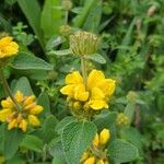 Phlomis fruticosa Flower