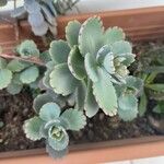 Kalanchoe fedtschenkoi पत्ता