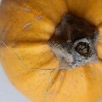 Cucurbita pepo Fruto