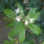 Solanum umbellatum Leaf