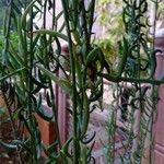Senecio radicans Hoja