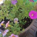 Calibrachoa parviflora Flower