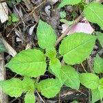 Circaea canadensis Blatt