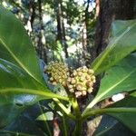 Gynochthodes billardierei Fruit