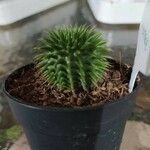 Euphorbia susannae Feuille