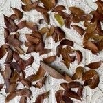 Swietenia mahagoni Ліст