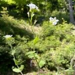 Arabis alpina Yeri
