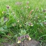 Nonea lutea Leaf