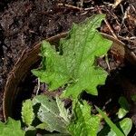 Luffa aegyptiaca Leaf