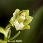 Epipactis phyllanthes Kvet