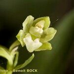 Epipactis phyllanthes Квітка