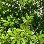 Morella pensylvanica Leaf