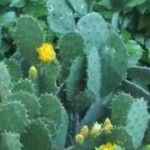 Opuntia maxima Blatt