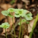 Chrysosplenium japonicum Fleur