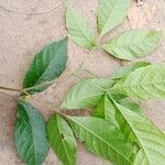 Allophylus africanus Blatt
