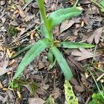 Anacamptis papilionacea Blatt