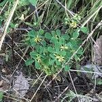 Trifolium dubium Folha