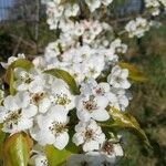 Pyrus communisFlower