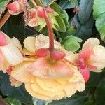 Begonia grandisFlower