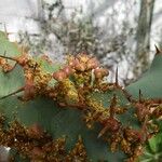 Euphorbia caerulescens ᱡᱚ
