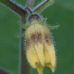 Physalis pubescens Fiore