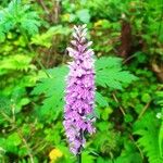 Dactylorhiza fuchsiiFlower