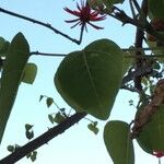 Erythrina speciosa Inny