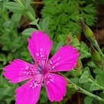 Dianthus deltoides Kvet