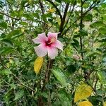 Hibiscus rosa-sinensisFlower