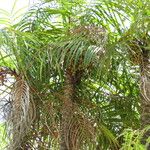 Leopoldinia pulchra Fruto