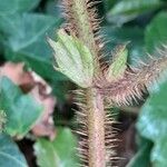 Rubus tricolor Bark