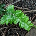 Polystichum polyblepharon Lehti