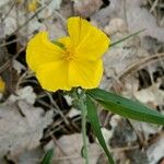 Helianthemum nummulariumফুল