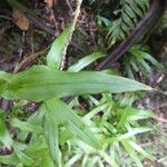 Habenaria praealta Leaf