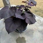 Ipomoea batatas Hoja