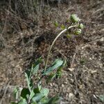 Microthlaspi perfoliatum 樹皮