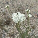 Achillea odorataŽiedas