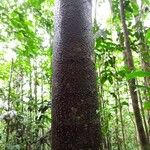 Tapirira obtusa 樹皮