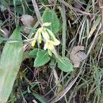 Primula verisFlower