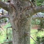 Abies concolor Bark