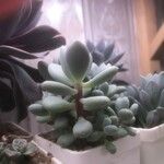 Pachyphytum oviferumList