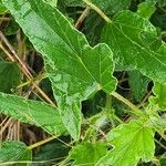 Monsonia longipes Leaf