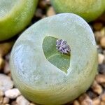 Conophytum maughanii Leaf